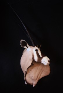 Safari Life Taxidermy