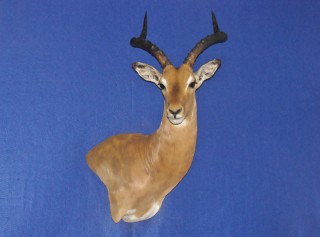 Safari Life Taxidermy