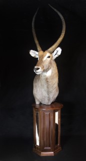 Safari Life Taxidermy