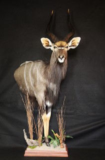 Safari Life Taxidermy