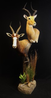 Safari Life Taxidermy