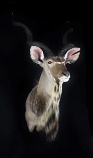 Safari Life Taxidermy