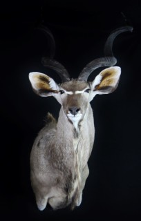 Safari Life Taxidermy