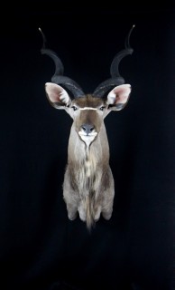 Safari Life Taxidermy