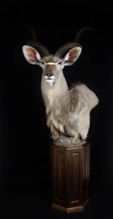 Safari Life Taxidermy