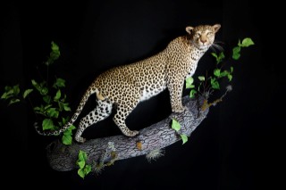 Safari Life Taxidermy