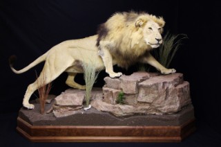 Safari Life Taxidermy