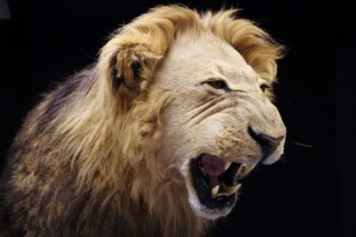 Safari Life Taxidermy