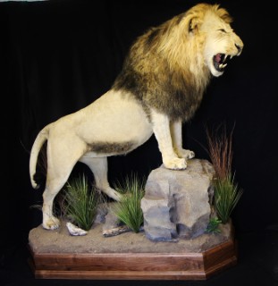 Safari Life Taxidermy
