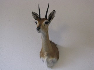 Safari Life Taxidermy