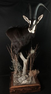 Safari Life Taxidermy