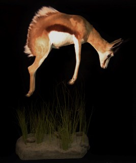 Safari Life Taxidermy