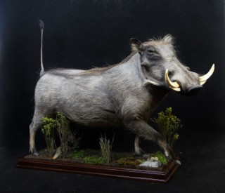 Safari Life Taxidermy