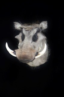 Safari Life Taxidermy