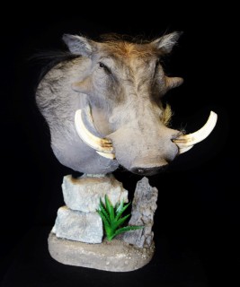 Safari Life Taxidermy