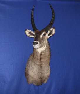 Safari Life Taxidermy