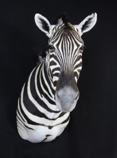 Safari Life Taxidermy