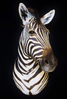 Safari Life Taxidermy