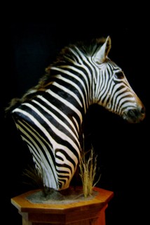 Safari Life Taxidermy