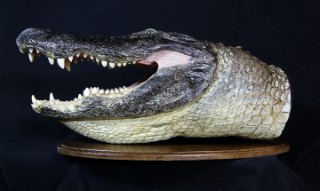 Safari Life Taxidermy