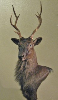 Safari Life Taxidermy