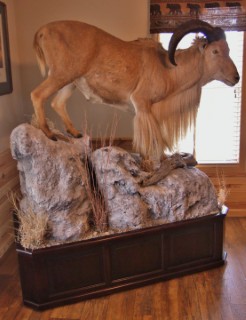 Safari Life Taxidermy