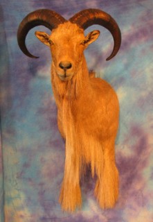 Safari Life Taxidermy