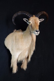 Safari Life Taxidermy