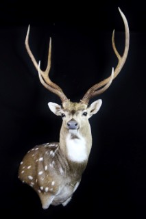 Safari Life Taxidermy