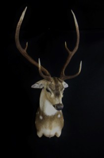 Safari Life Taxidermy