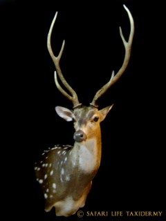 Safari Life Taxidermy
