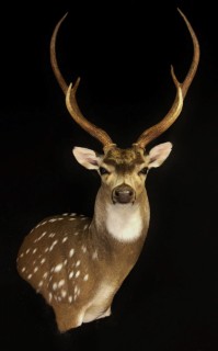 Safari Life Taxidermy