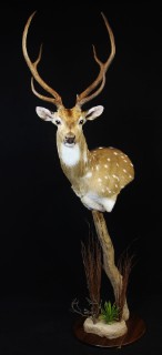 Safari Life Taxidermy