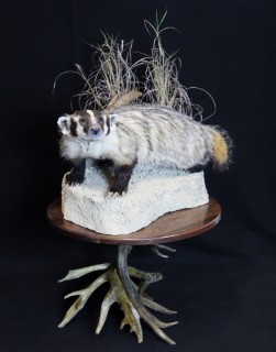 Safari Life Taxidermy