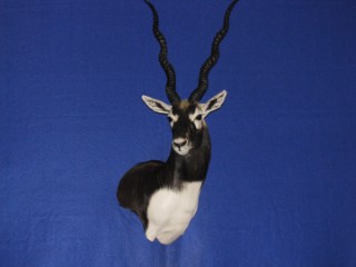 Safari Life Taxidermy