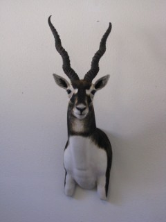 Safari Life Taxidermy