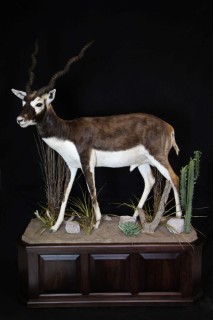Safari Life Taxidermy