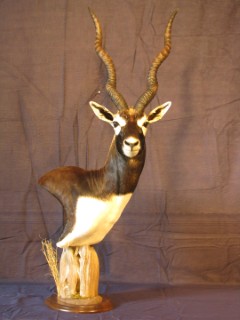 Safari Life Taxidermy