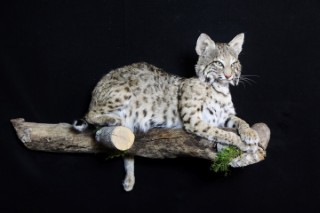Safari Life Taxidermy