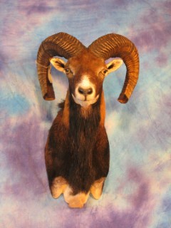 Safari Life Taxidermy