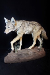 Safari Life Taxidermy