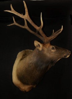 Safari Life Taxidermy