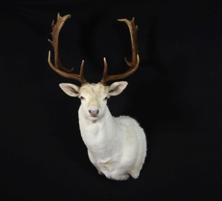 Safari Life Taxidermy