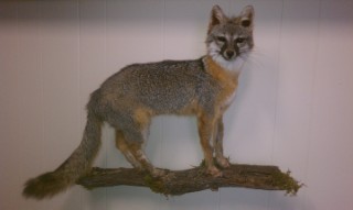 Safari Life Taxidermy