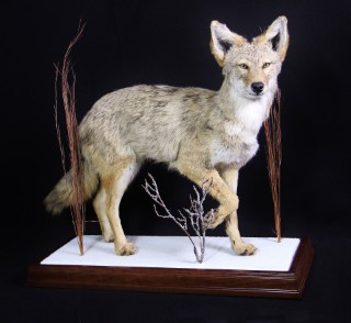 Safari Life Taxidermy