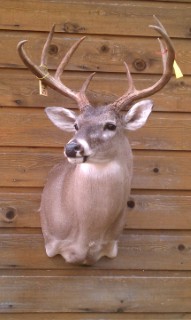 Safari Life Taxidermy