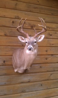 Safari Life Taxidermy