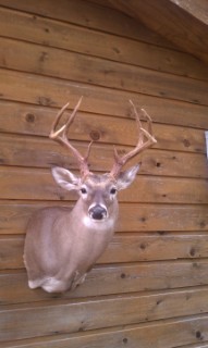 Safari Life Taxidermy