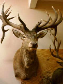 Safari Life Taxidermy