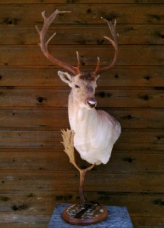 Safari Life Taxidermy